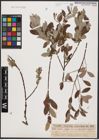 Foto von Salix aurita L. x Salix repens L.